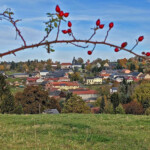 Blick auf Schöndorf im Herbst, durch einen gebogenen Hagebuttenast Blick auf Schöndorf im Herbst, durch einen gebogenen Hagebuttenast